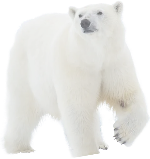 หมีสีขาวอยู่ในท่าเดิน